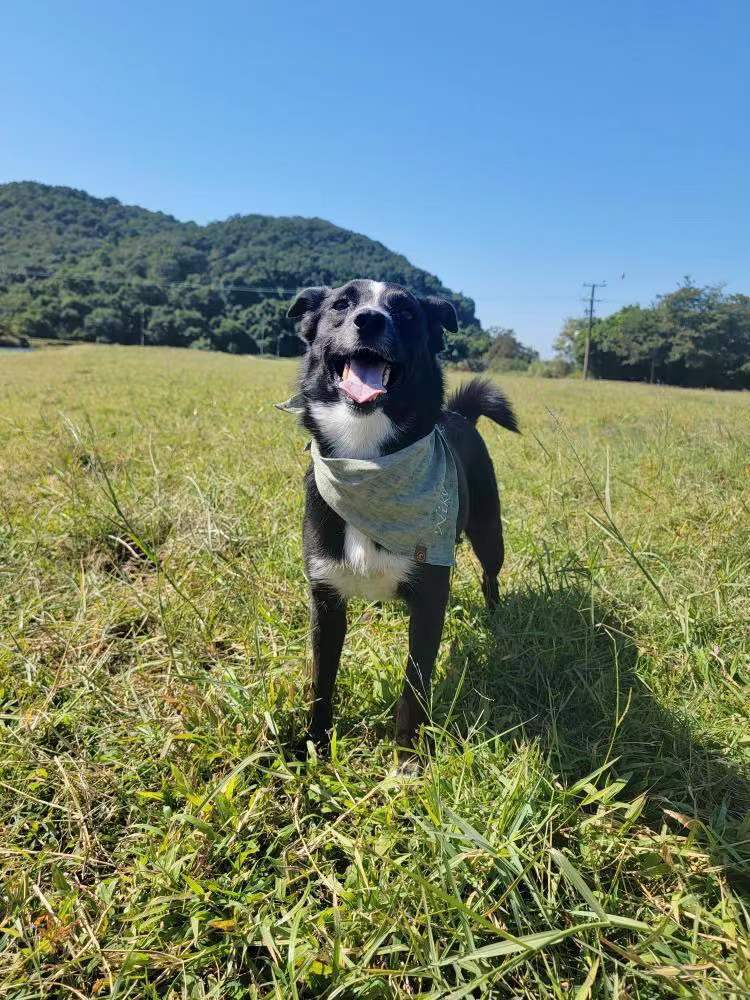 Personalized Pet Bandana - Linen