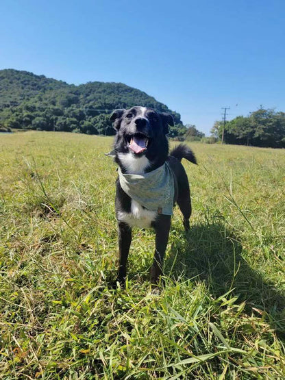 Personalized Pet Bandana - Linen