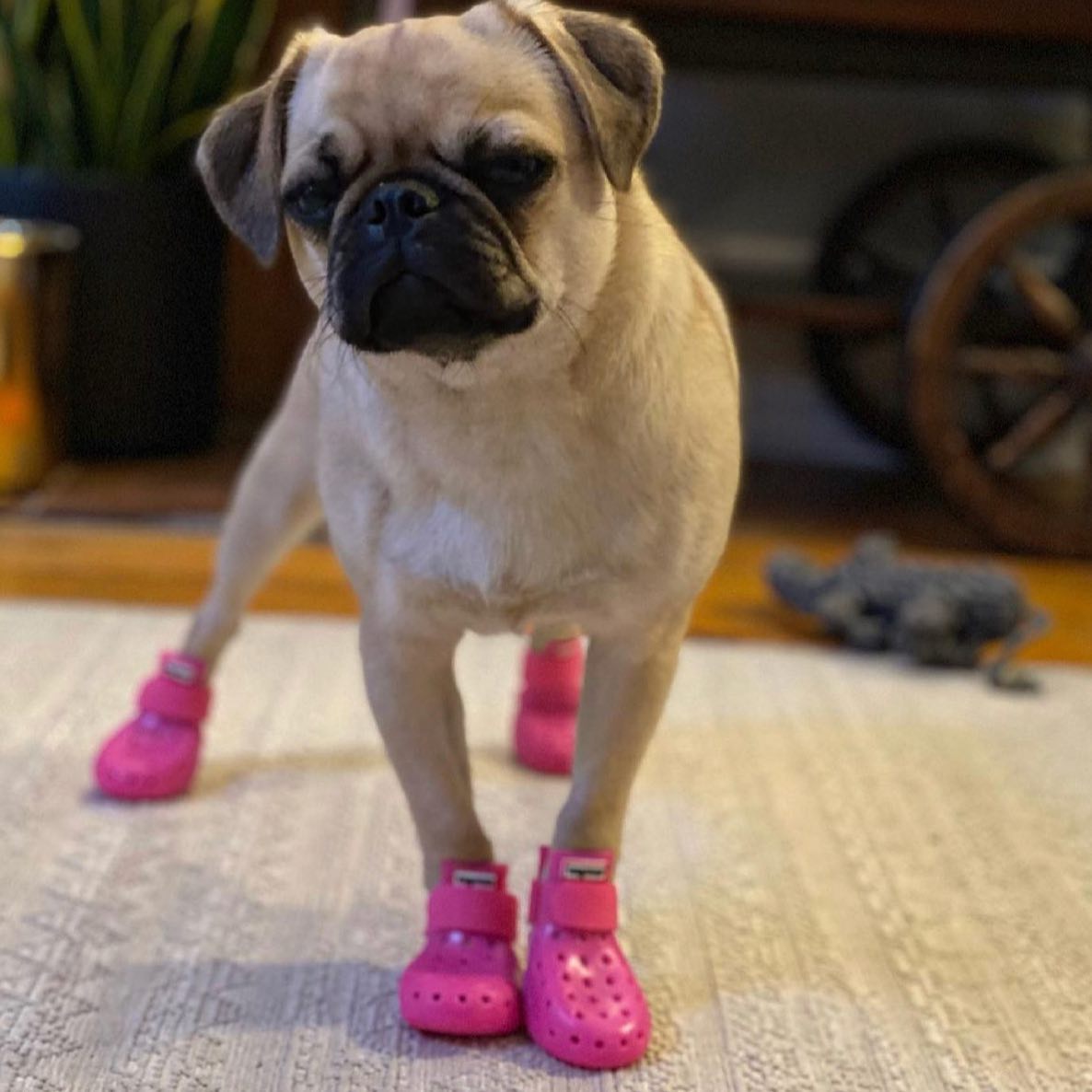 Dog Boots - WagWellies™ Mojave (1 pair of 2)