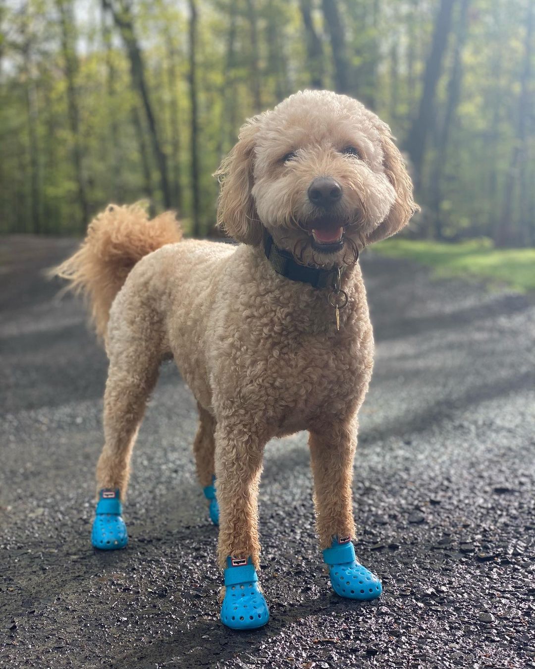 Dog Boots - WagWellies™ Mojave (1 pair of 2)