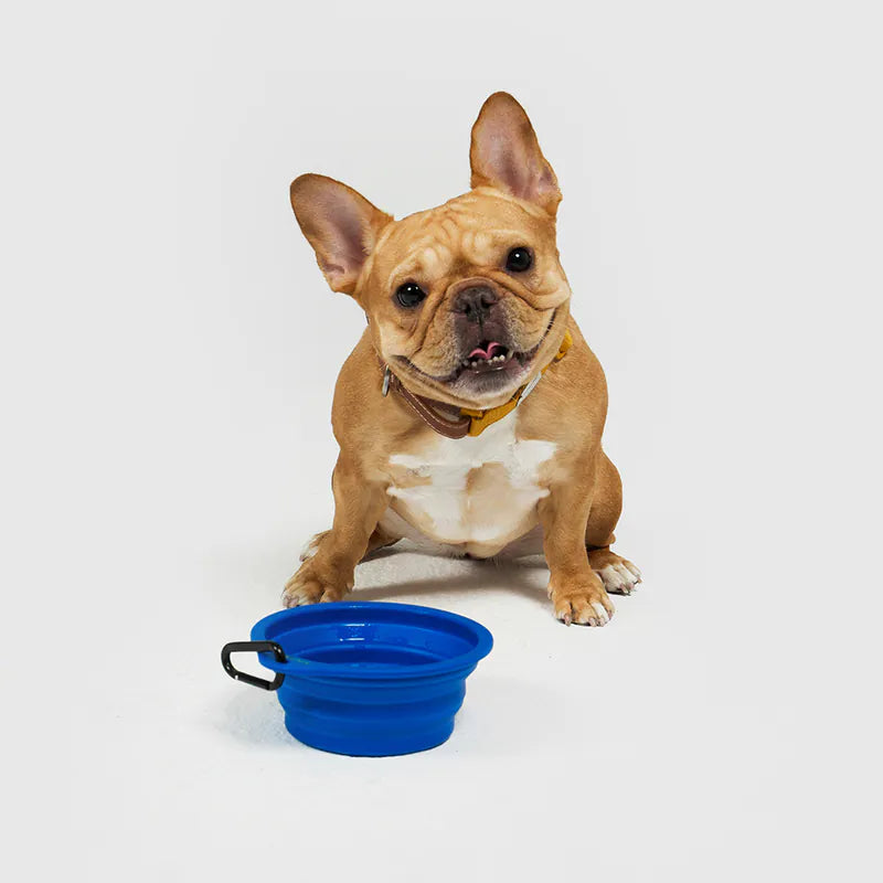 10TH YEAR - Collapsible Bowl