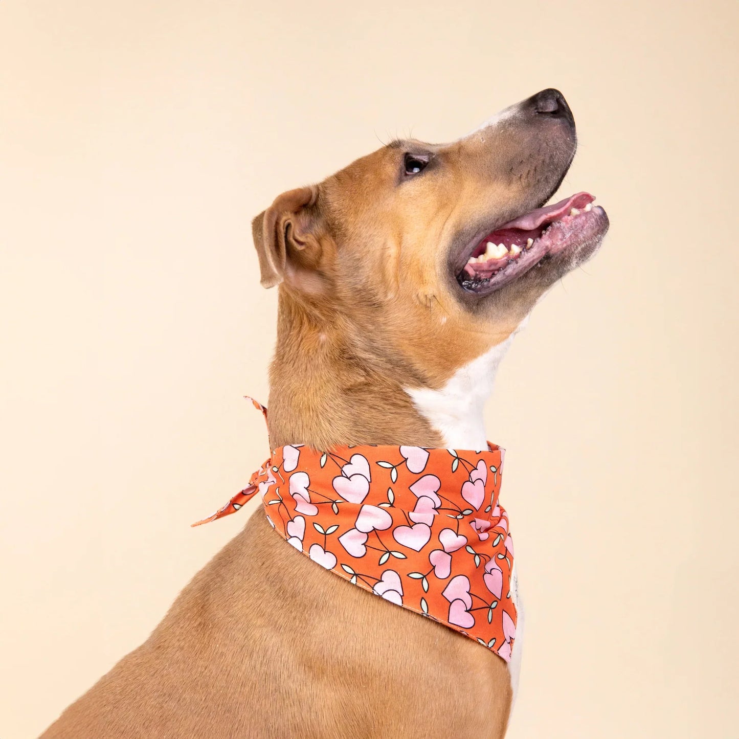 Dog Bandana - Cherrie