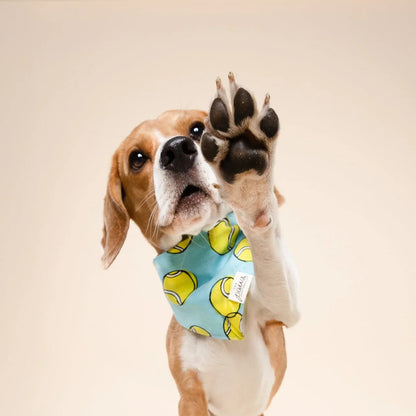 Dog Bandana - Fetch Dog