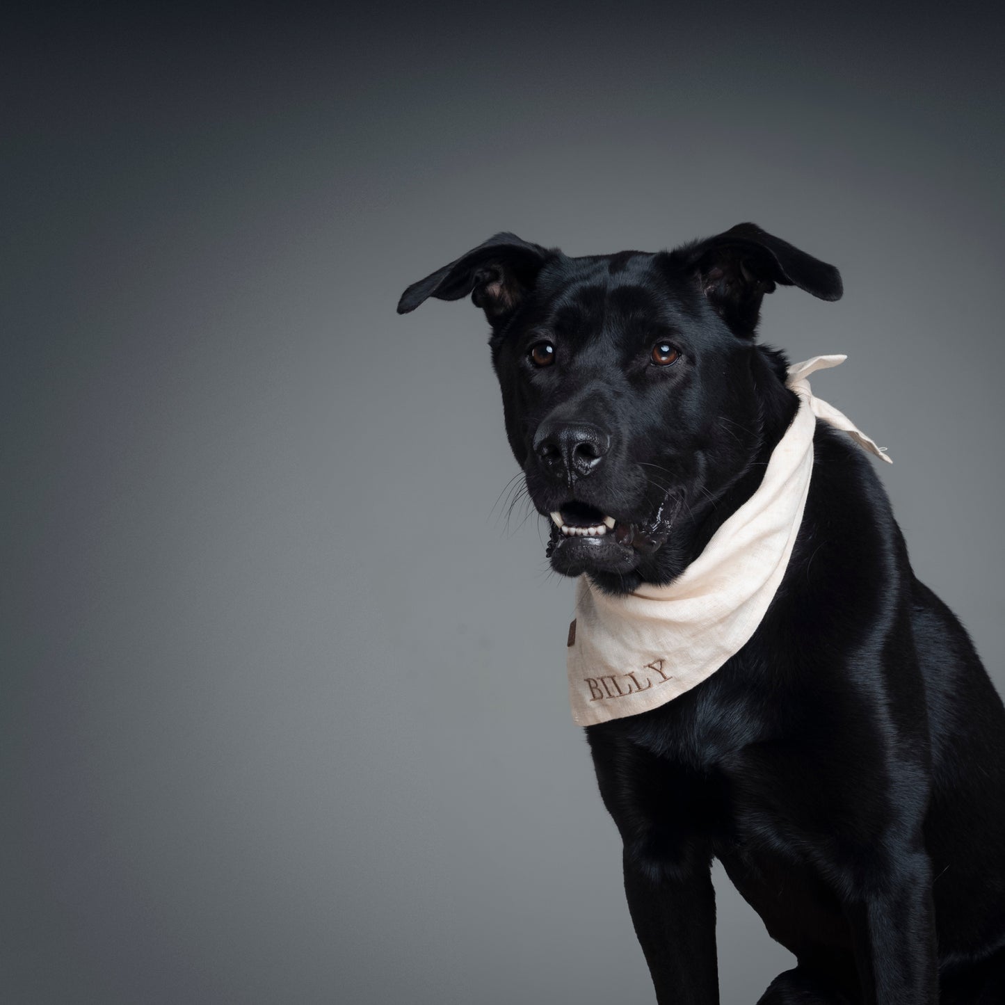 Personalized Pet Bandana - Linen