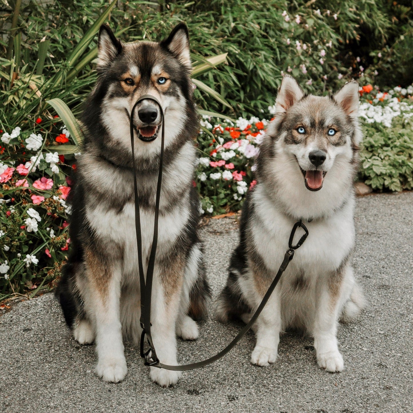 MELLEM X narrow - all weather convertible leash